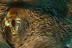 Tridacna derasa