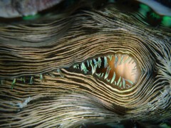 Tridacna derasa