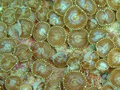Palythoa heliodiscus