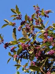 Callicarpa tikusikensis
