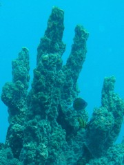Millepora exaesa