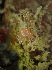 Unidentia aliciae