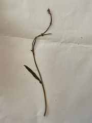 Rumex