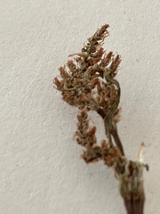 Rumex