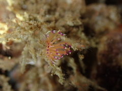 Unidentia aliciae