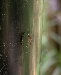 Aedes notoscriptus
