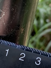 Aedes notoscriptus
