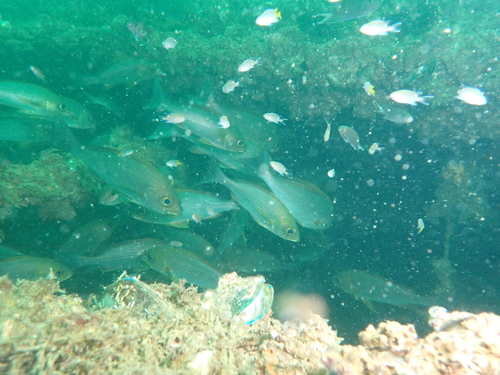 Chicken grunt (Parapristipoma trilineatum) — Haemulidae