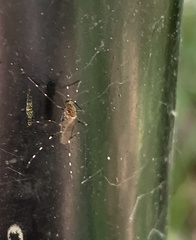 Aedes notoscriptus