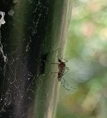 Aedes notoscriptus