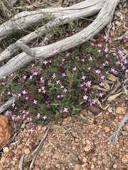 Boronia ovata