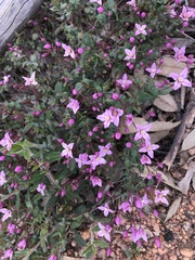 Boronia ovata