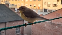 Phylloscopus trochilus