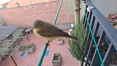 Phylloscopus trochilus