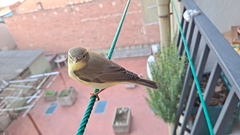 Phylloscopus trochilus