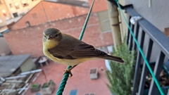 Phylloscopus trochilus