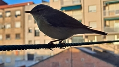 Phylloscopus trochilus