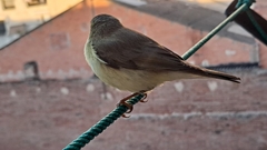 Phylloscopus trochilus