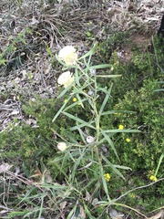 Isopogon sphaerocephalus