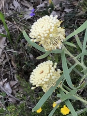 Isopogon sphaerocephalus