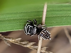 Maratus sceletus