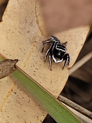Maratus sceletus