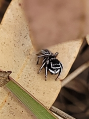 Maratus sceletus