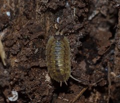 Porcellio monticola