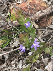Scaevola platyphylla