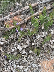 Scaevola platyphylla