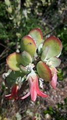 Cotyledon woodii