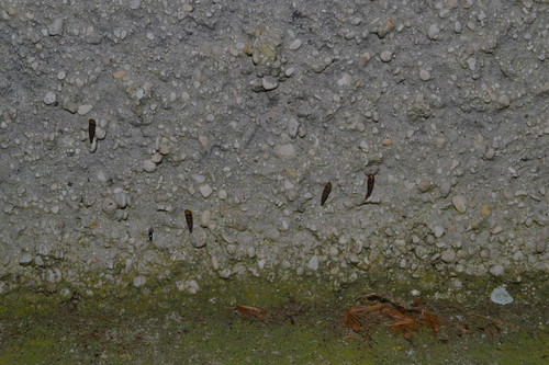 Wall Snail