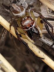 Opisthoncus abnormis