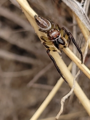 Opisthoncus abnormis