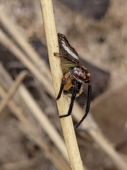 Opisthoncus abnormis