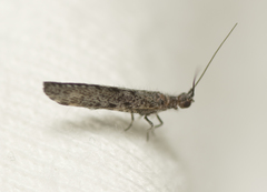 Stenobiella