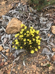 Hibbertia acerosa
