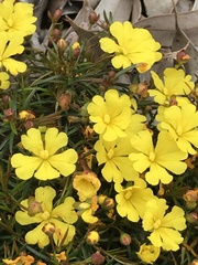 Hibbertia acerosa