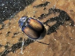 Liparetrus discipennis