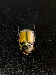 Liparetrus discipennis