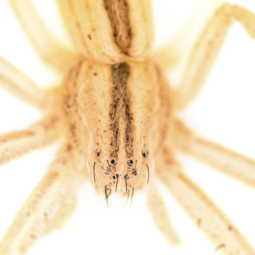 Slender Crab Spiders