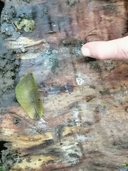 Pseudaneitea