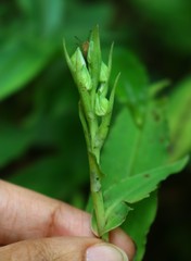 Habenaria gibsonii