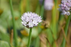Allium ledebourianum