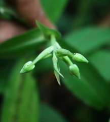 Habenaria gibsonii
