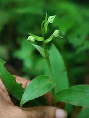 Habenaria gibsonii
