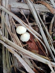 Panaeolus cyanescens