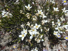 Lachnaea grandiflora