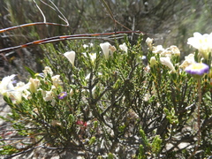 Lachnaea grandiflora