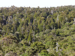 Libocedrus bidwillii